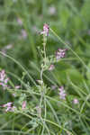 Ramping fumitory